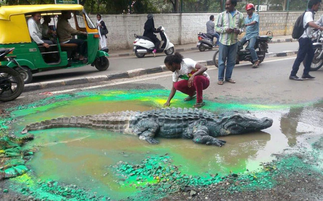 gator in a pothole